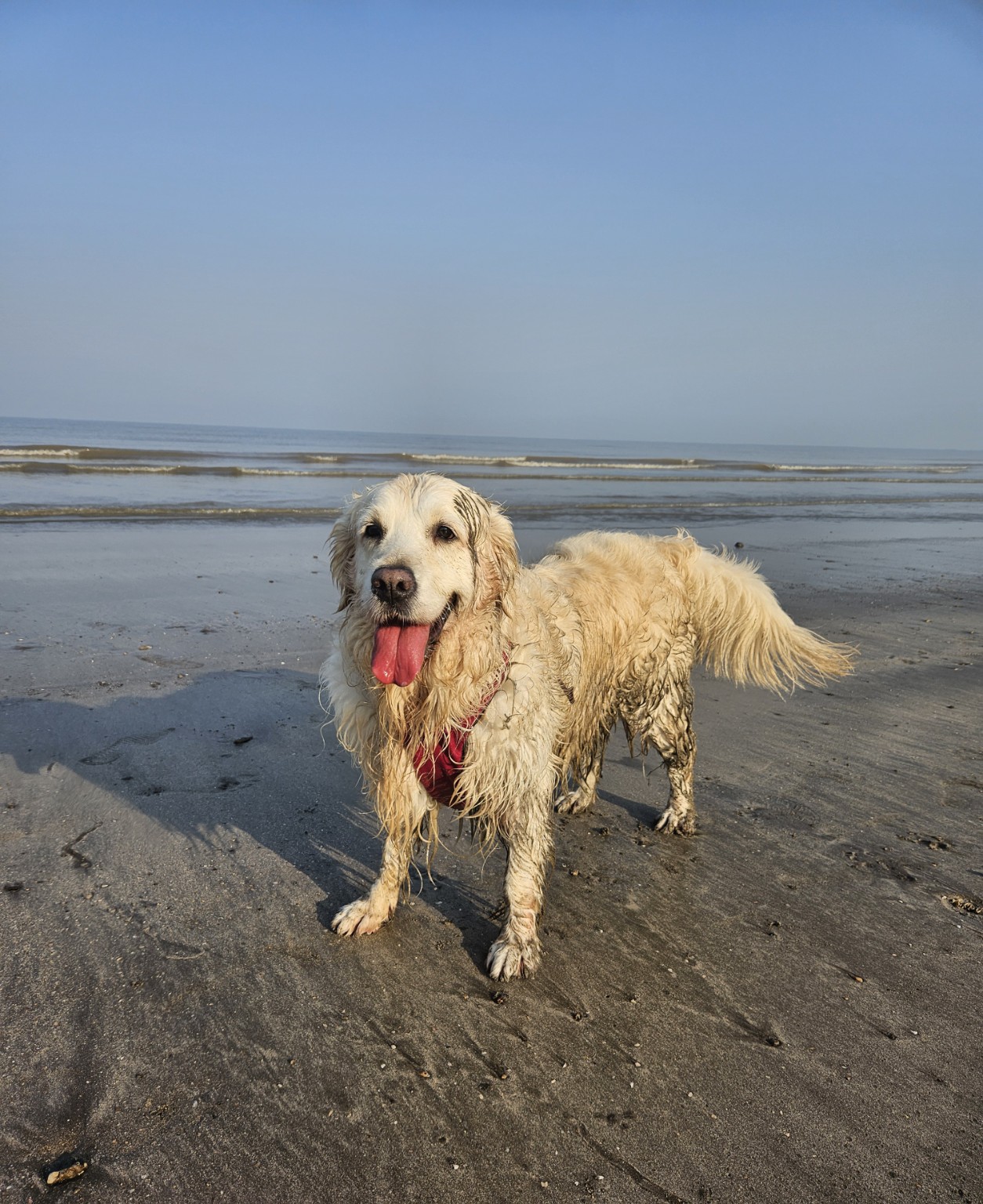Stormy enjoying a sunny day at the beach