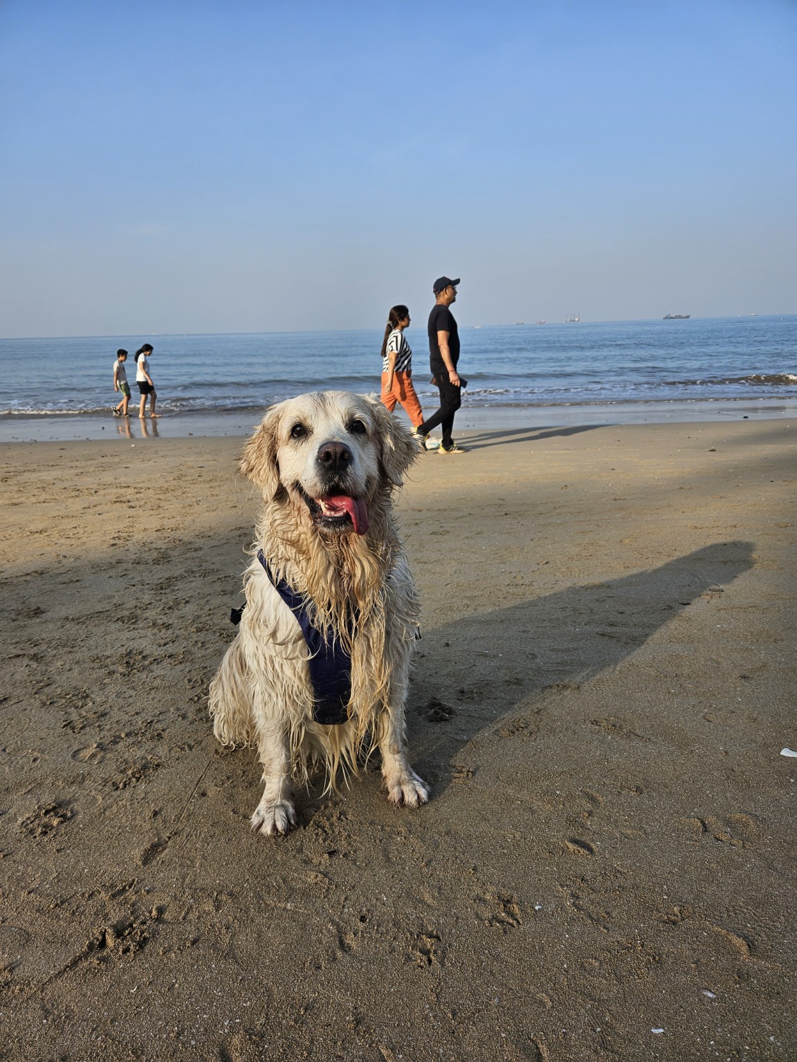 Stormy sitting on the beach after a swim