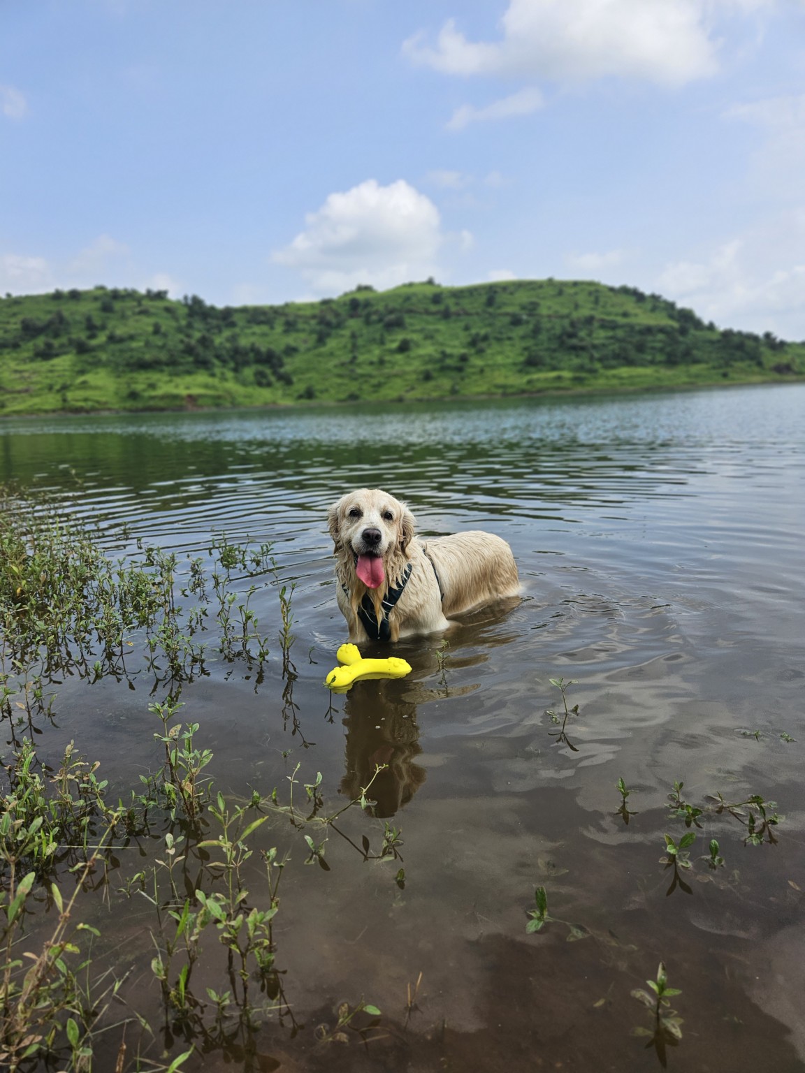 Stormy exploring a lake with her yellow toy
