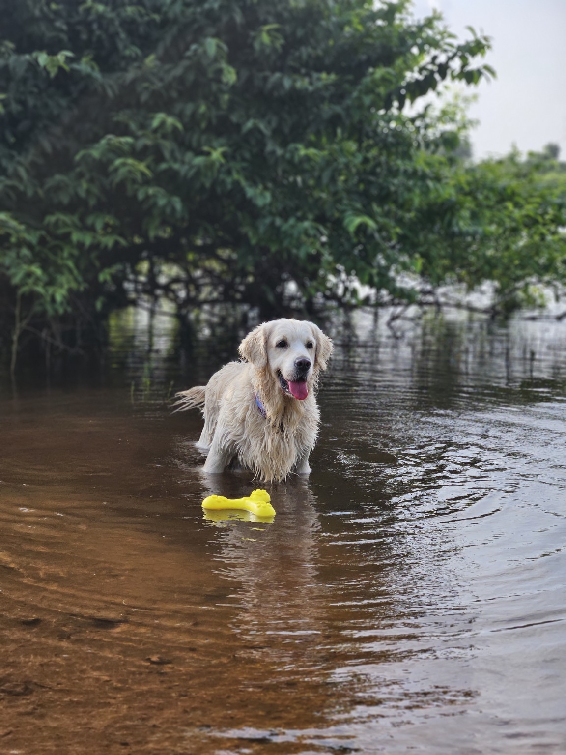 Stormy playing in the water
