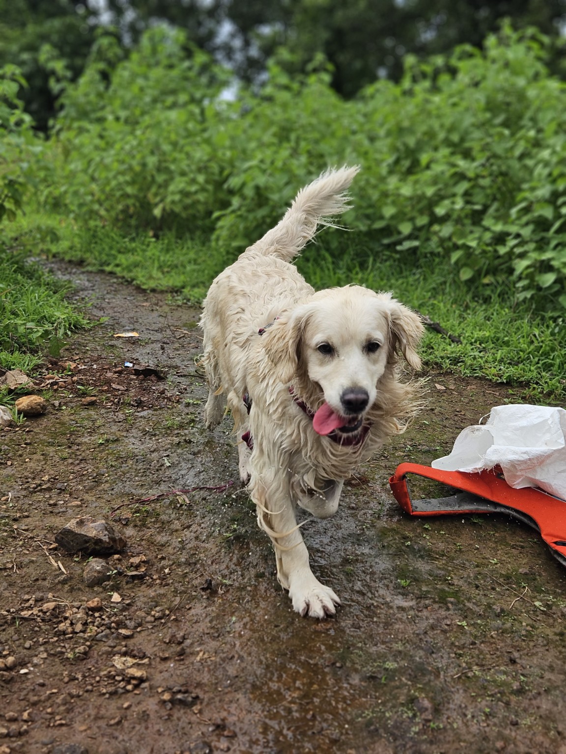 Stormy on a green woodland trail